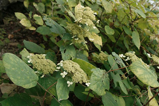 smooth hydrangea